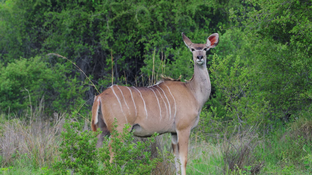 hembra mayor kudu en un paisaje verde en khwai en botswana, sur de áfrica
