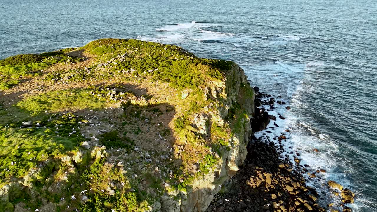 Sea birds nesting on Cook Island near Fingal in northern New South Wales in Australia