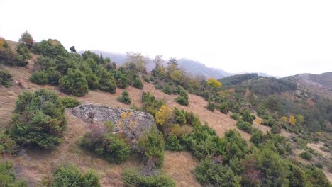 drone shot of pine bushes on a hill revealing evergreen forest on top of the mountain