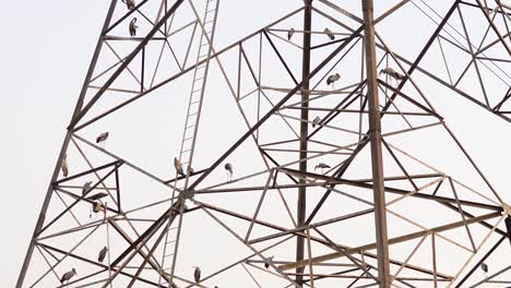 a flock of white egret birds perched on a steel tower - tilt up