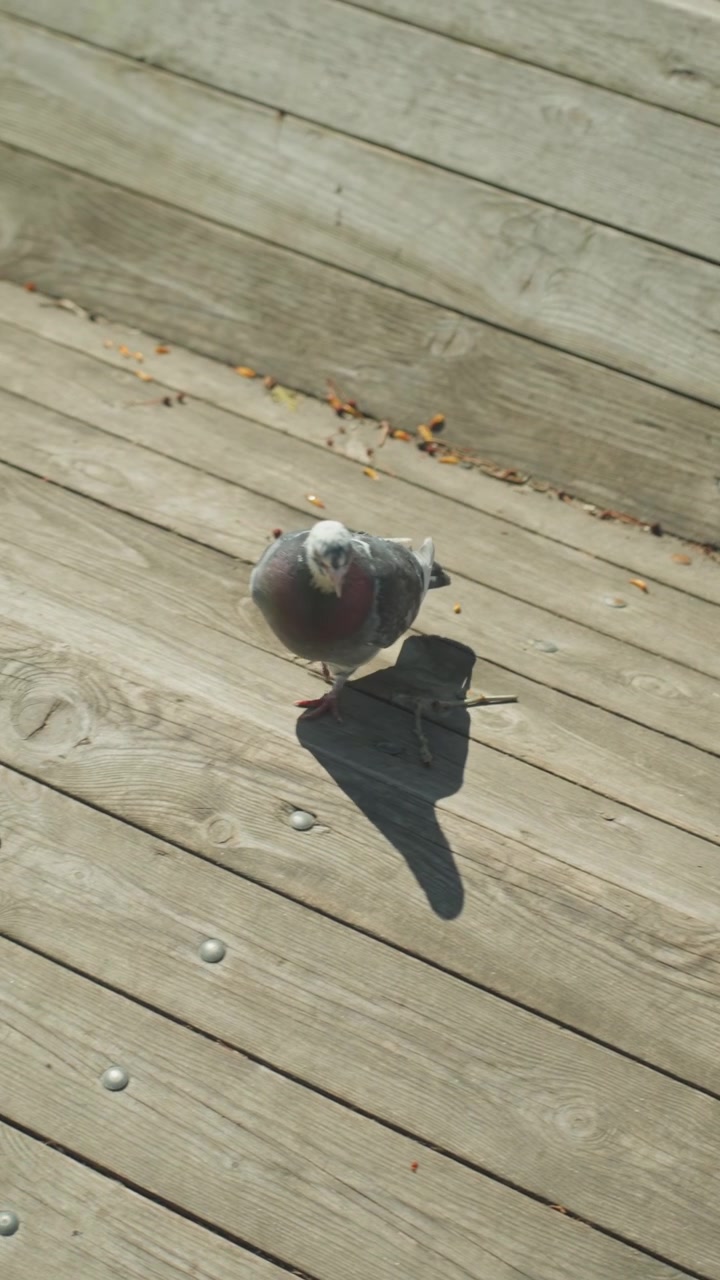 Close up of pigeon standing on wooden planks occasionally shifting position. bird is captured in detail with its feathers and beak clearly visible against weathered wood background. Soft