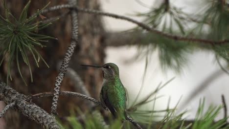 Un-Colibrí-Persigue-A-Otro-Colibrí-Desde-Una-Rama