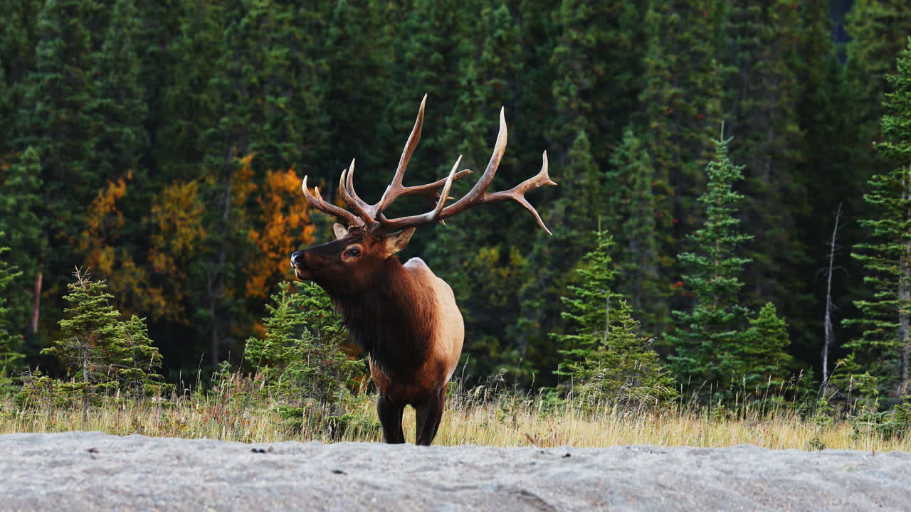 big bull elk bugling en la rutina, paisaje forestal en alberta, canadá - plano general