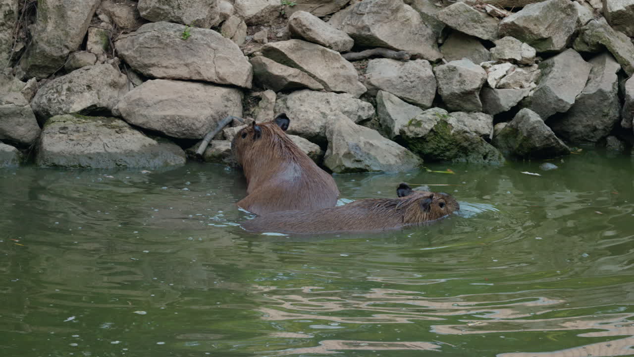 Capybaras swimming near rocks