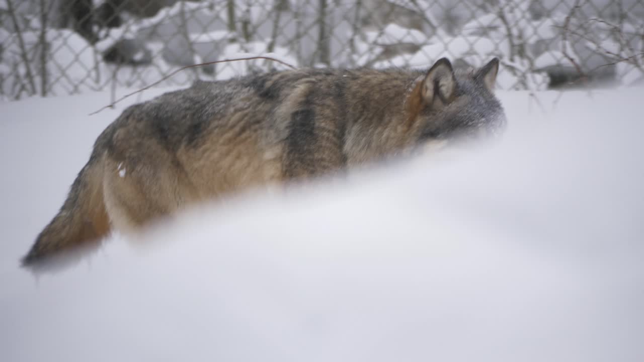 Dominant Eurasian Scandinavian Grey Wolf roaming across snowy grounds - Medium tracking shot