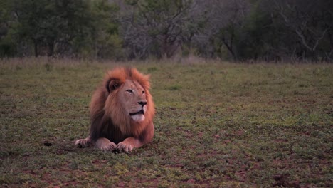 cute male black mane lion vocalizes repeatedly in soft evening light
