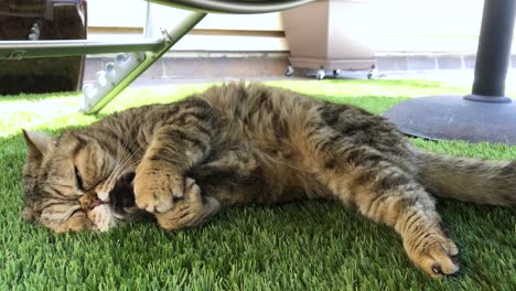 primer plano de un gato exótico de pelo corto lamiendo su pata trasera en un jardín