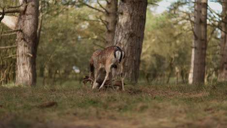 two deer fighting in forest