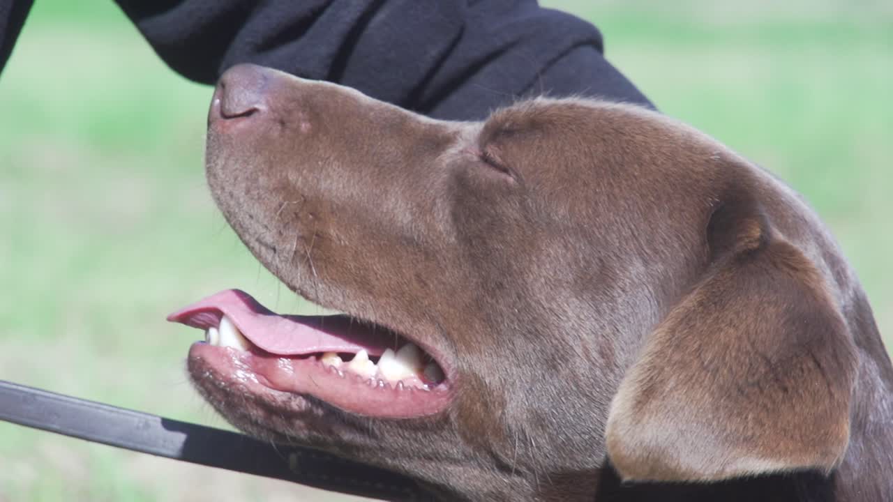 Chocolate Labrador petted by the owner