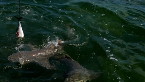 sharks swarm around fish tail danged in ocean water, bites and rips to shreds