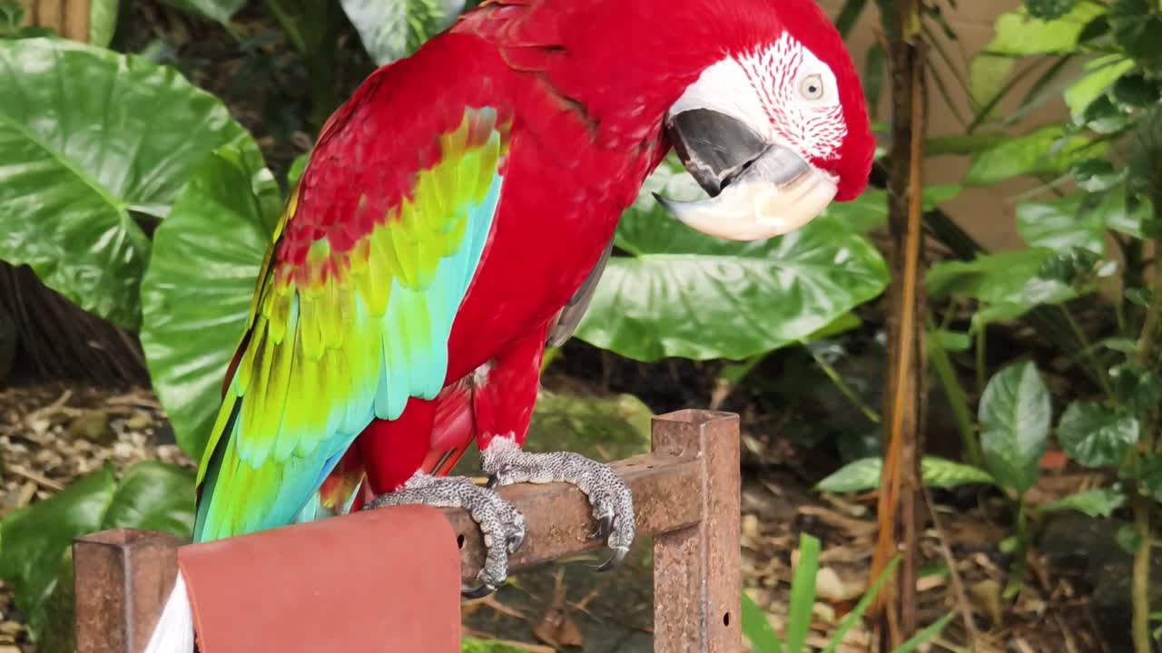 el guacamayo rojo y verde