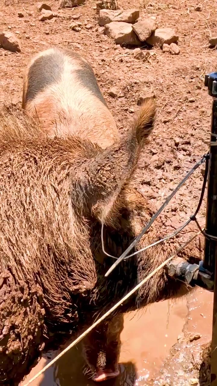 Un maiale si rotola felicemente in un recinto fangoso