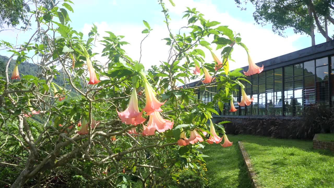 天使的號角在鬱鬱蔥蔥的花園環境中，一座現代建築旁鮮豔綻放