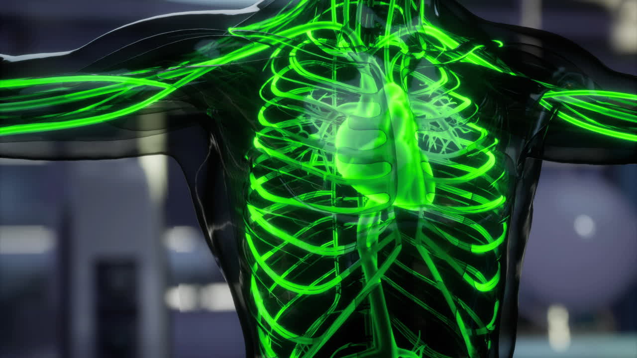 Anatomy view of human blood vessels veins and arteries