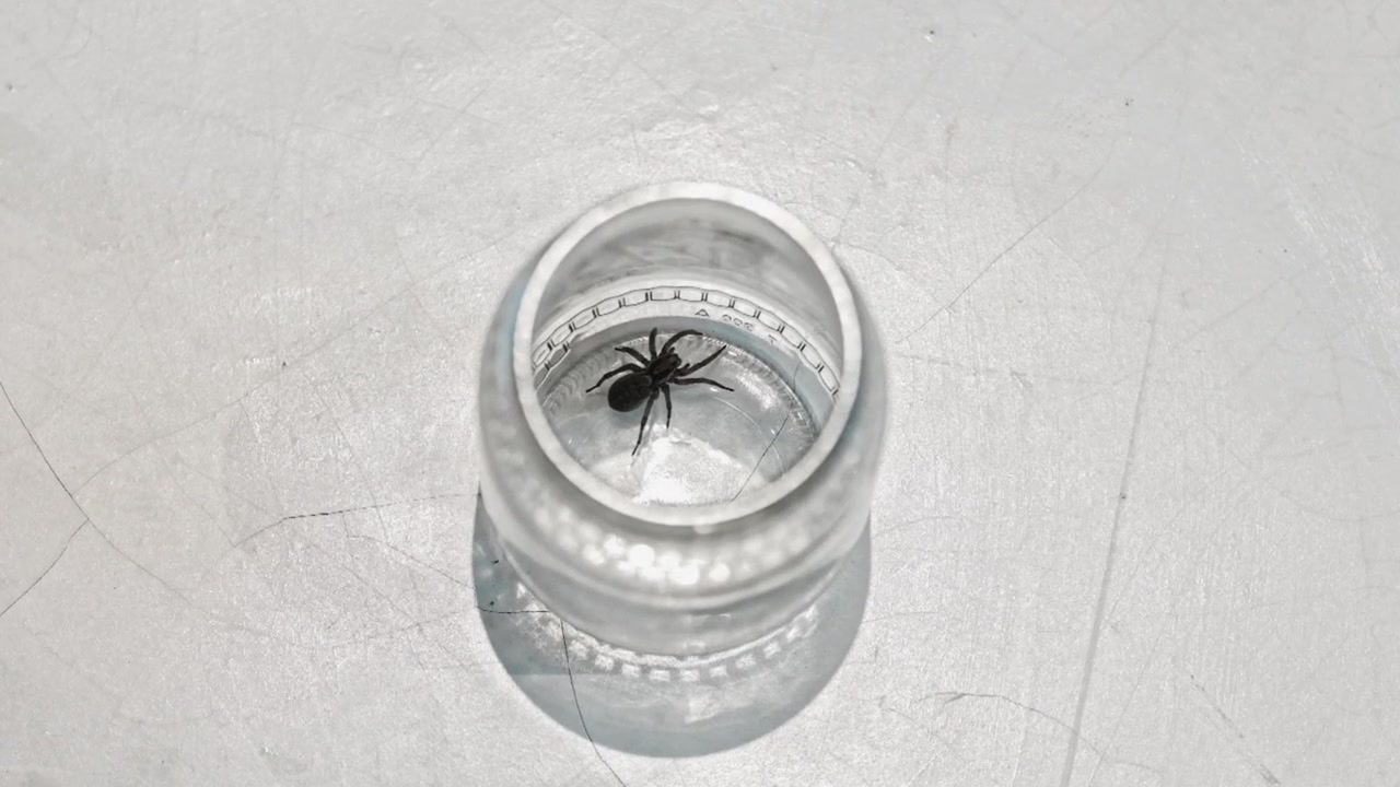 En stor edderkop i et syltetøjsglas efter at være fanget i et hus og derefter sluppet udendørs.