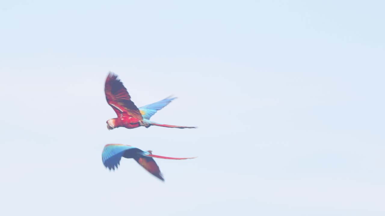 Scarlet Macaw partners take flight, showcasing stunning hues against the lush morning jungle of Peru.