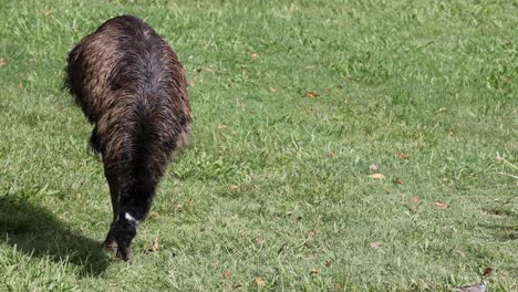 a sheep nibbles grass in a sunny field