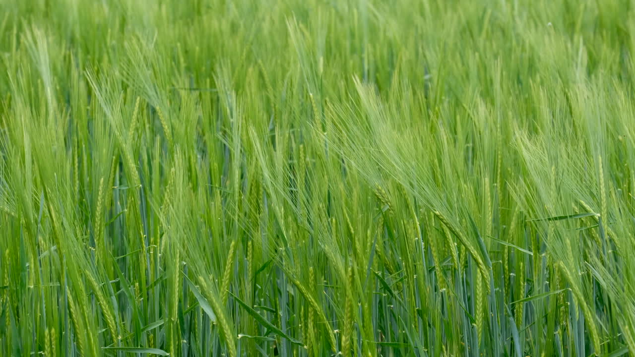 A filed of Barley crop swaying in the breeze, Warwickshire, England.