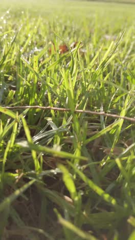 Grass. Fresh green spring grass with dew drops closeup. Video for the vertical story.