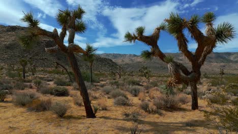 Parque-Nacional-Joshua-Tree-En-California,-Estados-Unidos