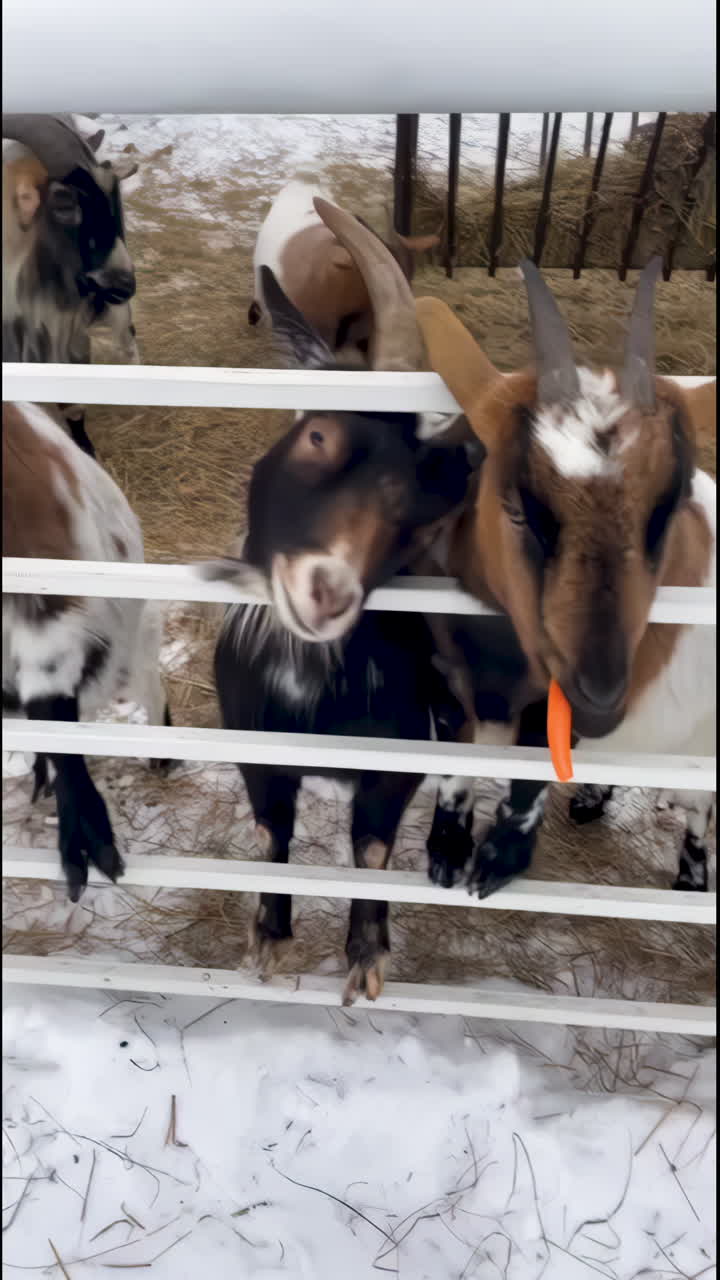 Goats in a snowy enclosure