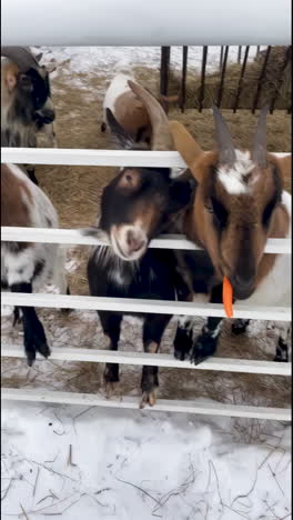 goats in a snowy enclosure