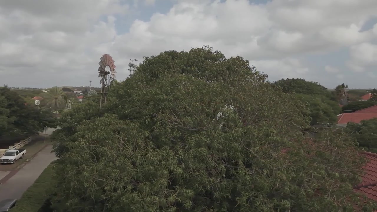 Un mulino a vento che ruota al mattino vicino a un grande albero di mango. Filmato girato in slow motion da un drone e con color grading.