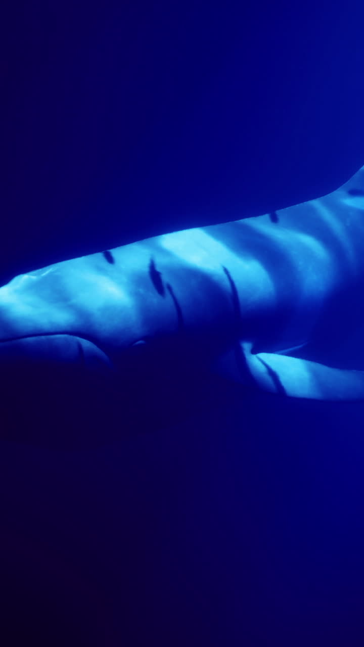 Balena che scivola nelle acque profonde dell'oceano in un sereno ambiente sottomarino