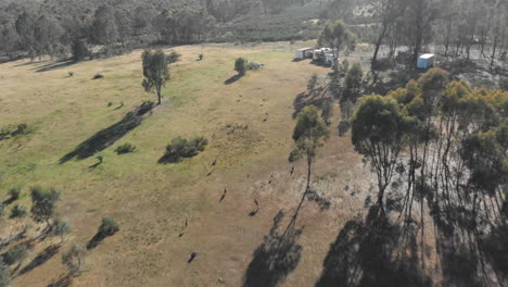 Toma-Aérea-Lejana-Siguiendo-A-Una-Manada-De-Canguros-A-Través-Del-Terreno