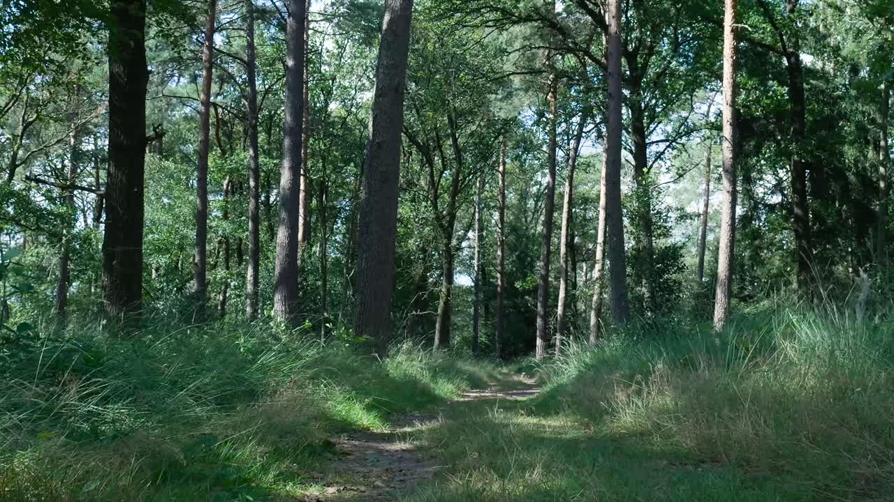 En sti gennem en skov