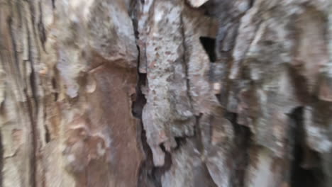 close up of two caucasian male arms and hands hugging a tree trunk in the middle of the forest