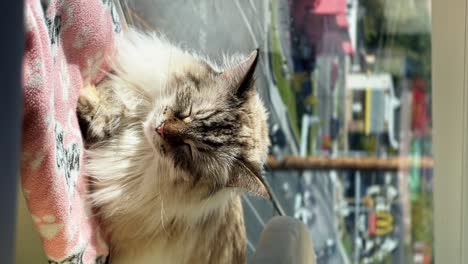 vertical medium shot of a cute female adult ragdoll grey long hair cat resting on a pink blanket and basking in the sun on the window sill of an apartment during a warm summer day