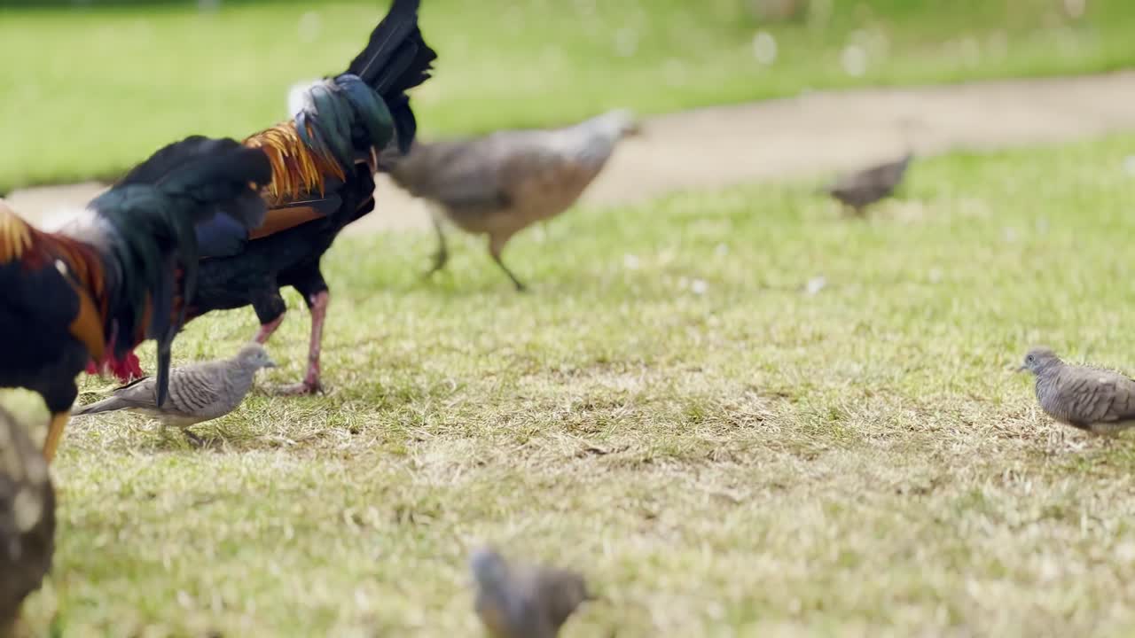 Cinematic close-up panning shot of Kauai's infamous wild chicken population poking and pecking around in Hawai'i
