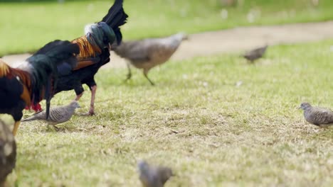 cinematic close-up panning shot of kauai's infamous wild chicken population poking and pecking around in hawai'i