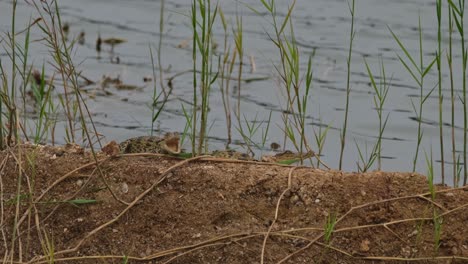 Cocodrilo-Bebé-Visto-Con-Uno-Abriendo-La-Boca-Hacia-La-Cámara,-Crías,-Cocodrilo-Siamés-Crocodylus-Siamensis,-En-Peligro-Crítico-De-Extinción,-Tailandia