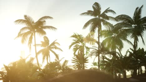 silhouette coconut palm trees at sunset