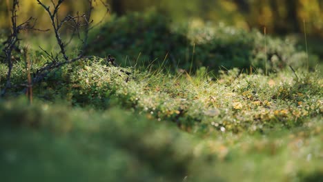 fuffy soft moss, lichen, and dry twigs in the enchanting autumn tundra undergrowth