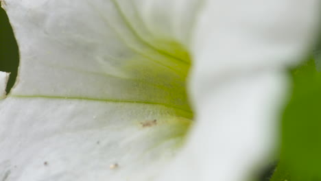 macro close up of a pretty white petunia flower blooming on a spring day