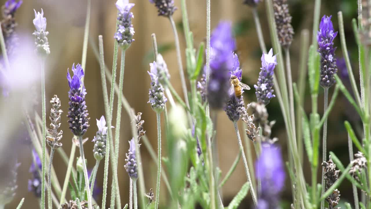Close shot of lavender during springtime on a sunny day.