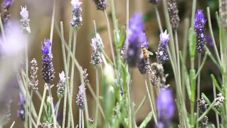 close shot of lavender during springtime on a sunny day.