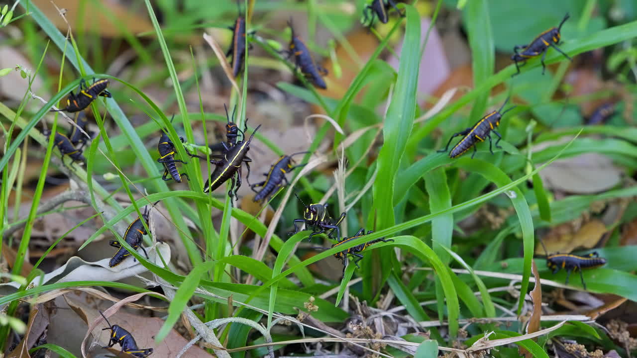 A Colony of Florida Lubber Grasshoppers Crawling And Feeding On Long And Lush Blades Of Green Grass.