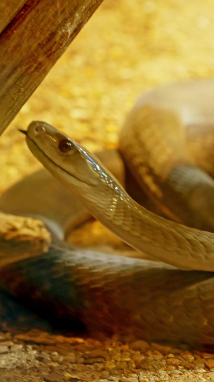Serpente mamba nero velenoso che fa saettare la lingua