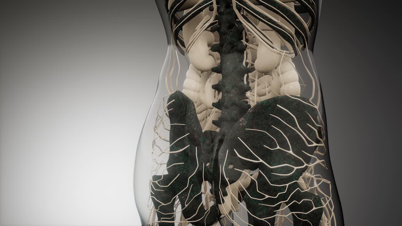 cuerpo humano transparente con huesos visibles