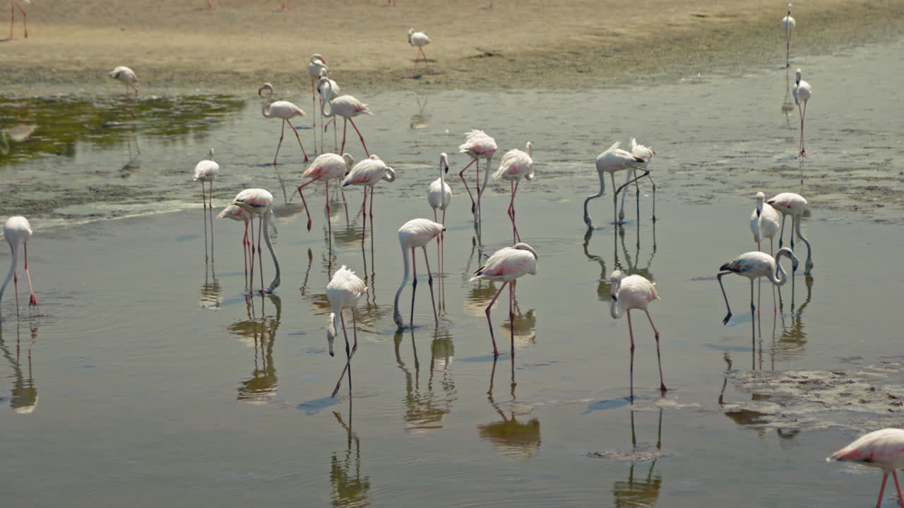 bandada de flamencos en un humedal