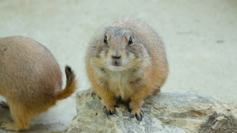 Black-tailed-Prairie-Dog-on-a-rock-at-Ecorium-Botanical-Garden,-South-Korea