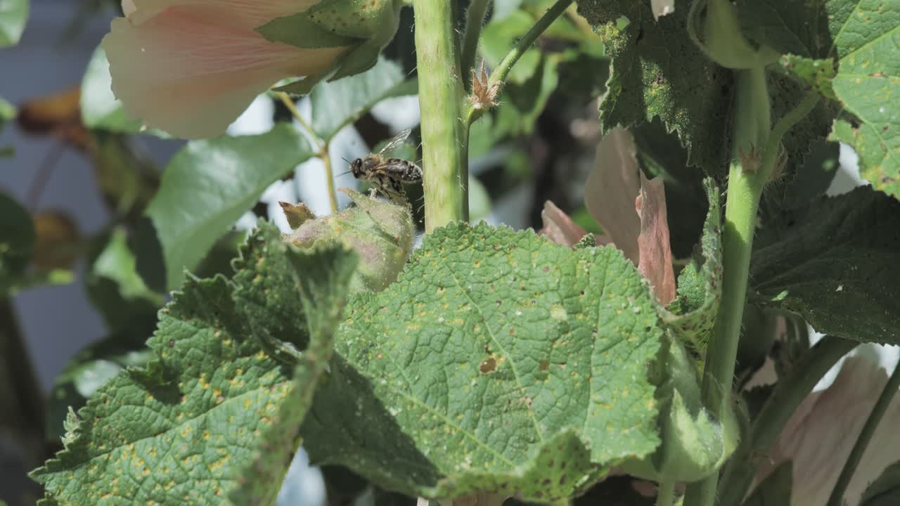 ⁇ 벌 이 꽃 식물 의 중간 에 가까이 서 있다