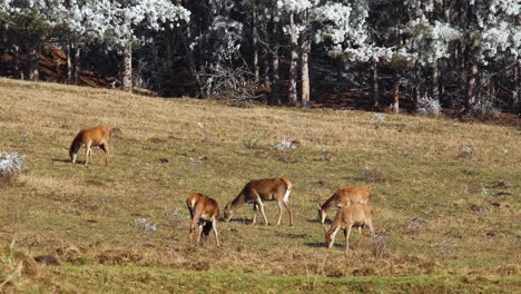 deers grazing on a green field, telephoto, with a frozen forest in the background, conservation concept