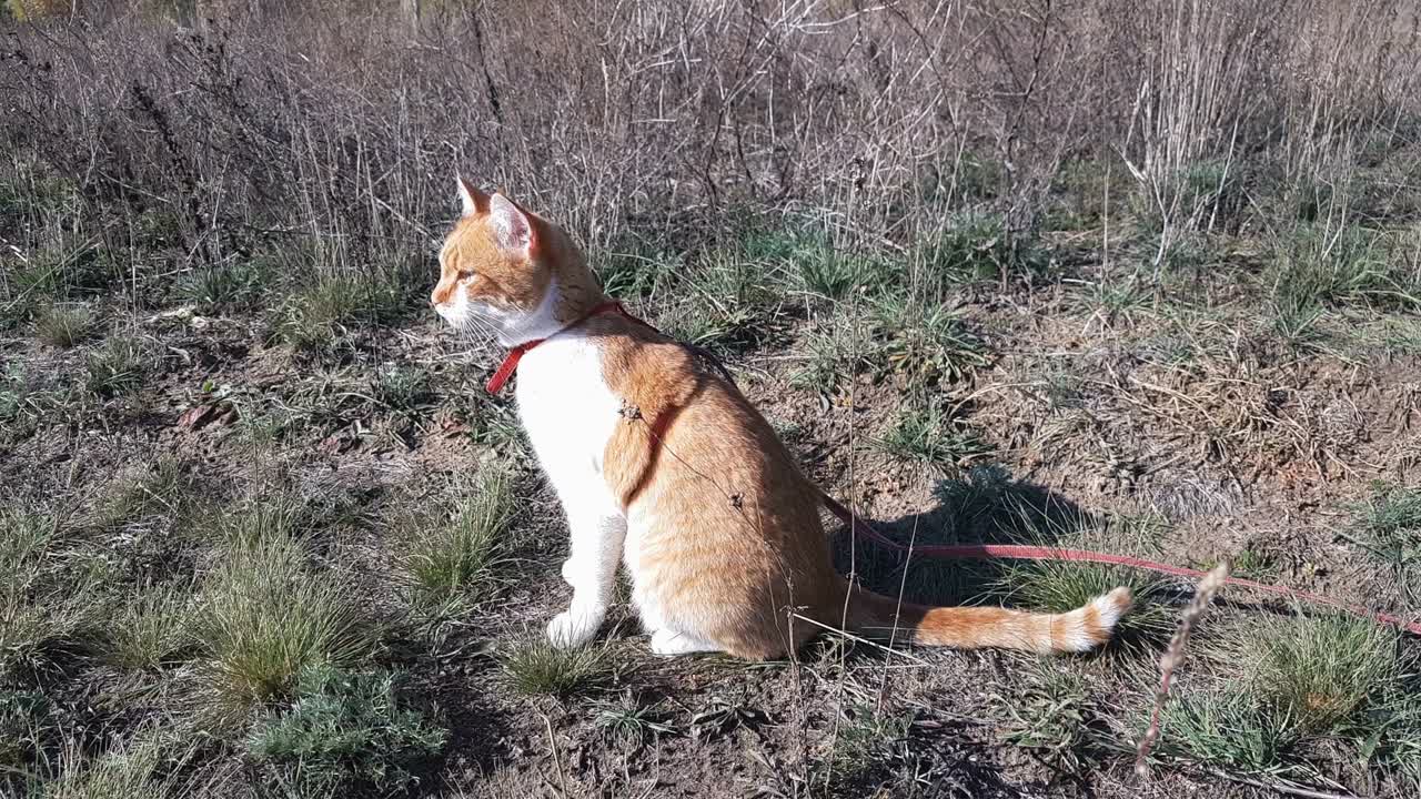 lindo gato blanco y rojo con un cuello rojo en la hierba