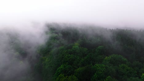 aerial view of dark dense forest shrouded in white fog