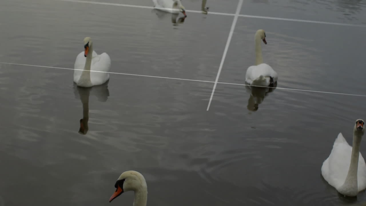 Swans swimming in water with geometric lines animation over scene